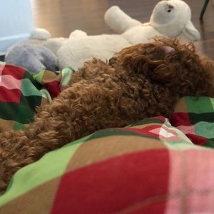 Meet your Posher, Jenny